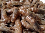 Cuisson des Crevettes grises vivantes