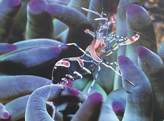 Exposition Plan�te Mers � Argel�s ( 66 )